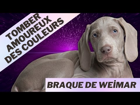 Video: Kan weimaranere være svarte?