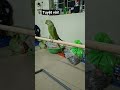 Cầu đứng vẹt khủng.