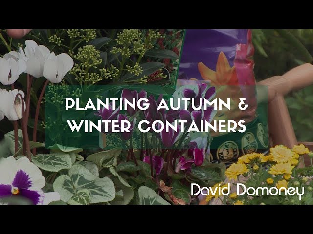 Planting autumn and winter containers class=