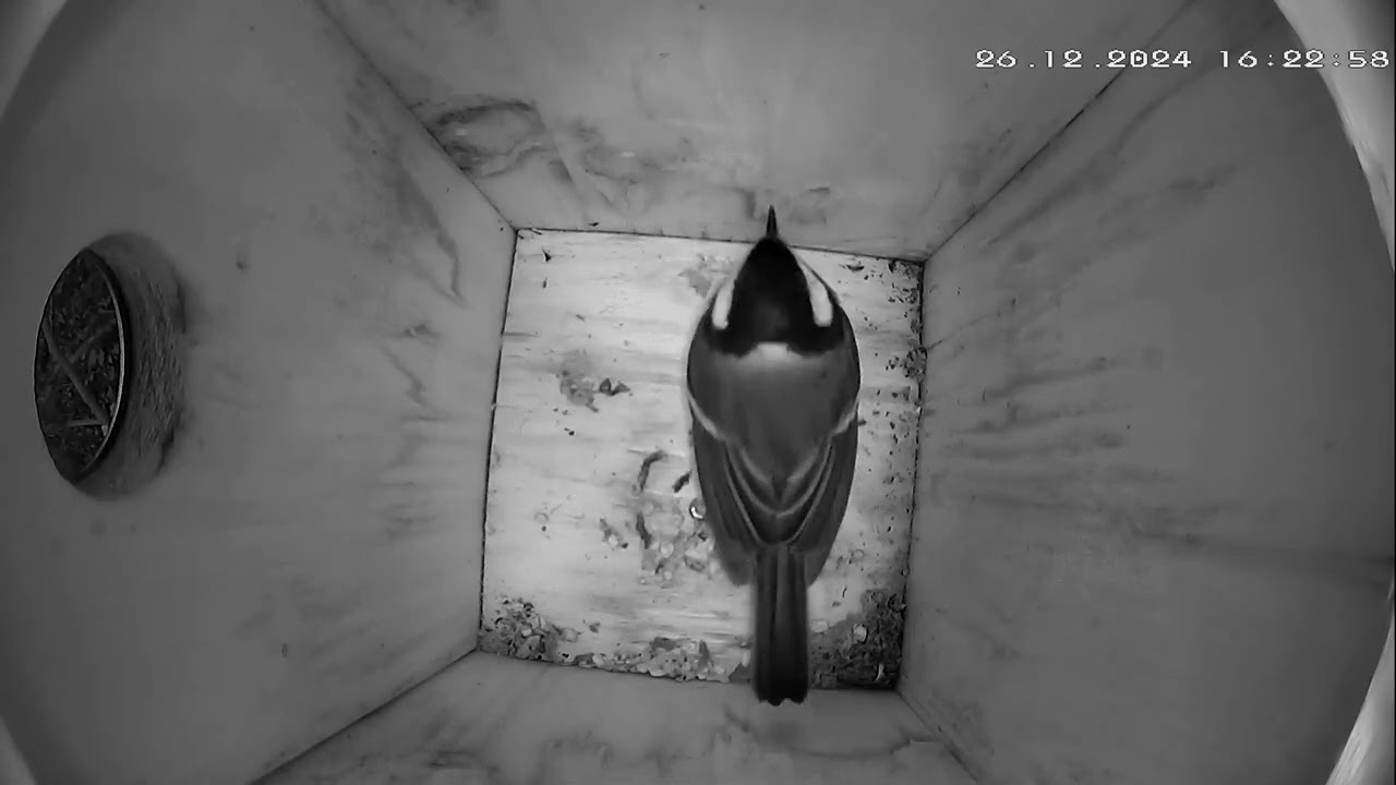 Kohlmeisenkasten - Great tit Nesting Box - 23.12.24 - 29.12.24