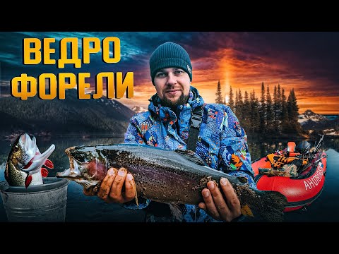 Ловля форели в Ладожском озере / Полное ведро радужной рыбы / Порвались форелевые садки / В лодке