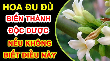 Hoa đu đủ đực chữa bệnh gì Sẽ là thuốc độc nếu không biết điều này, Từng Giây Sống Khỏe