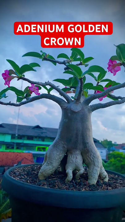 ADENIUM THAISOCO GC #082135709459