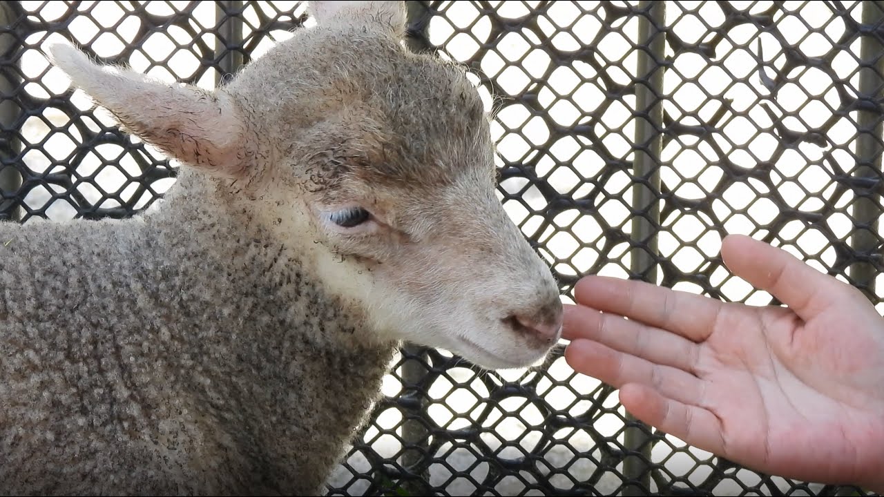 ヒツジの親子 (広島市安佐動物公園) 4K / Sheep and her baby (ASAZOO