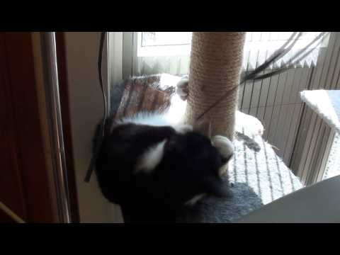 Video: Neusafscheiding Bij Katten - Loopneus Bij Katten