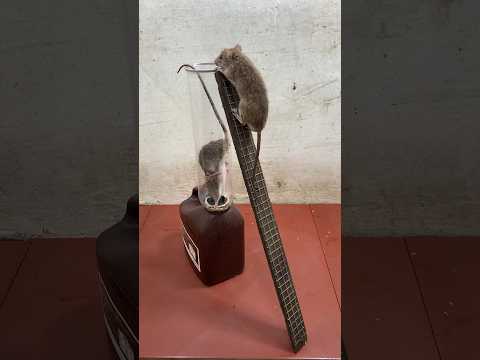 easy mousetrap /
