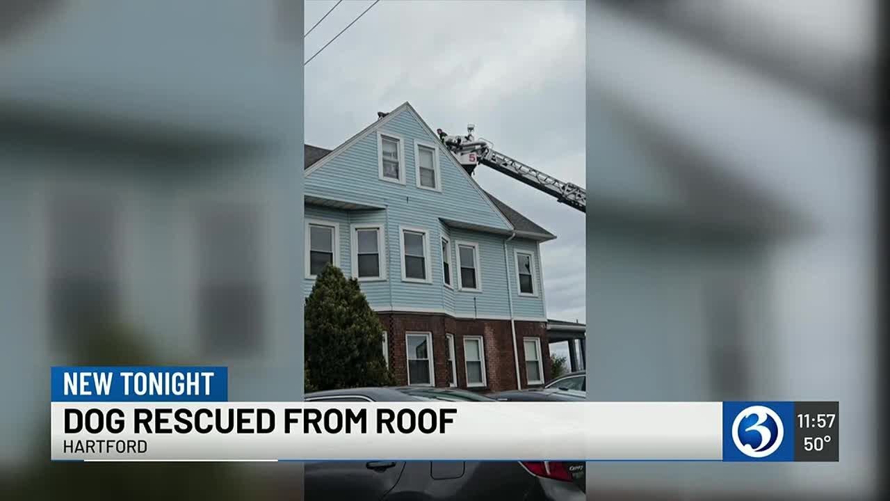 Small dog rescued from roof of 2.5 story home in Hartford - YouTube