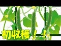 ペリーにきゅうり食われた！？初収穫の巻／The first crop !／きゅうり農家／きゅうり栽培／愉快なshata農園