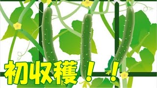 ペリーにきゅうり食われた！？初収穫の巻／The first crop !／きゅうり農家／きゅうり栽培／愉快なshata農園