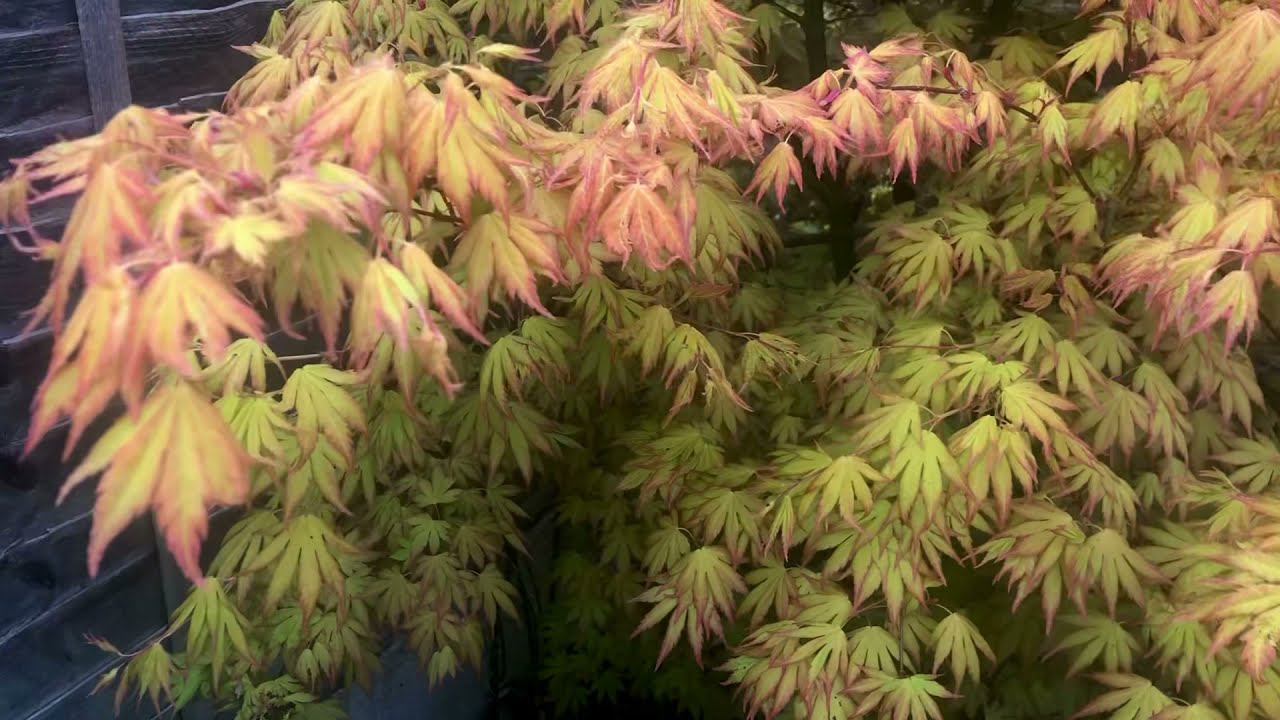 Large Japanese Acer Orange Dream