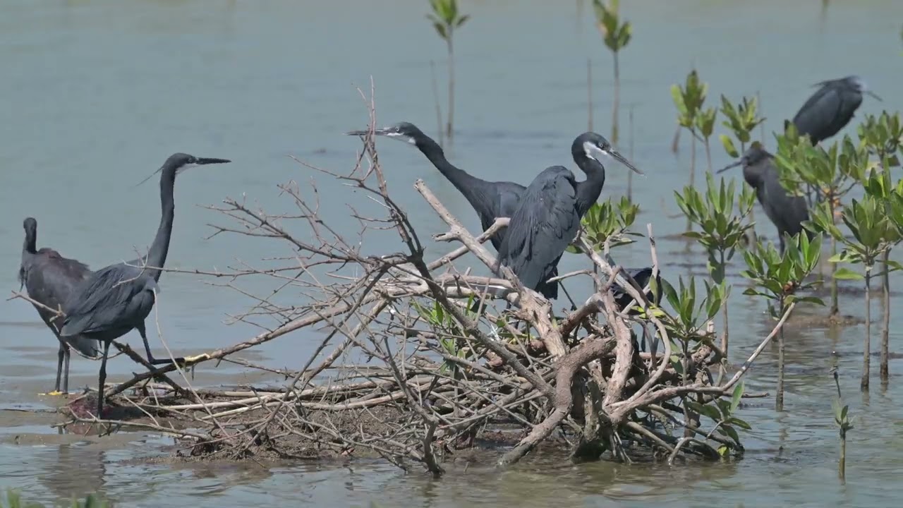 Western Reef-Heron & Black Heron - Kartong Wetlands (Gambia) 18-11-2024