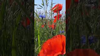 Summer times  #shortvideo  #beekeeping #documentary #nature #naturevideo #bee #beekeepingadventures