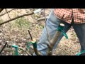 Grafting an Apple Tree at Woodleaf Farm