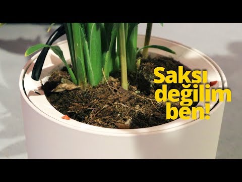 Video: Akıllı Saksı: Otomatik Sulanan Saksıların özellikleri. Çiçekler Için Xiaomi Ve Parrot Pot Modellerinin özellikleri. Avantajlar Ve Dezavantajlar