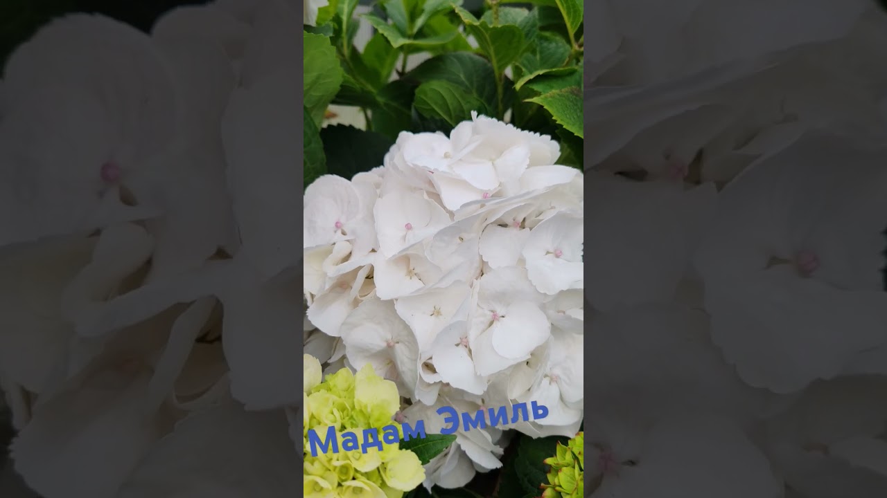 Цветет крупнолистная гортензия Мадам Эмиль Мулье
