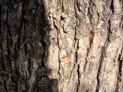 Tapping Silver Maple - Willis, MI