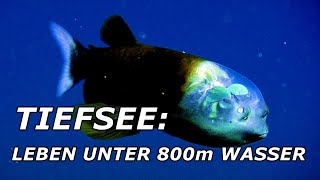Download lagu TIEFSEE Leben unter 800m Wasser TIEFSEE Leben unter 800m Wasser