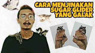 CARA MENJINAKKAN SUGAR GLIDER YANG GALAK !!! JADI JINAK TOTAL....