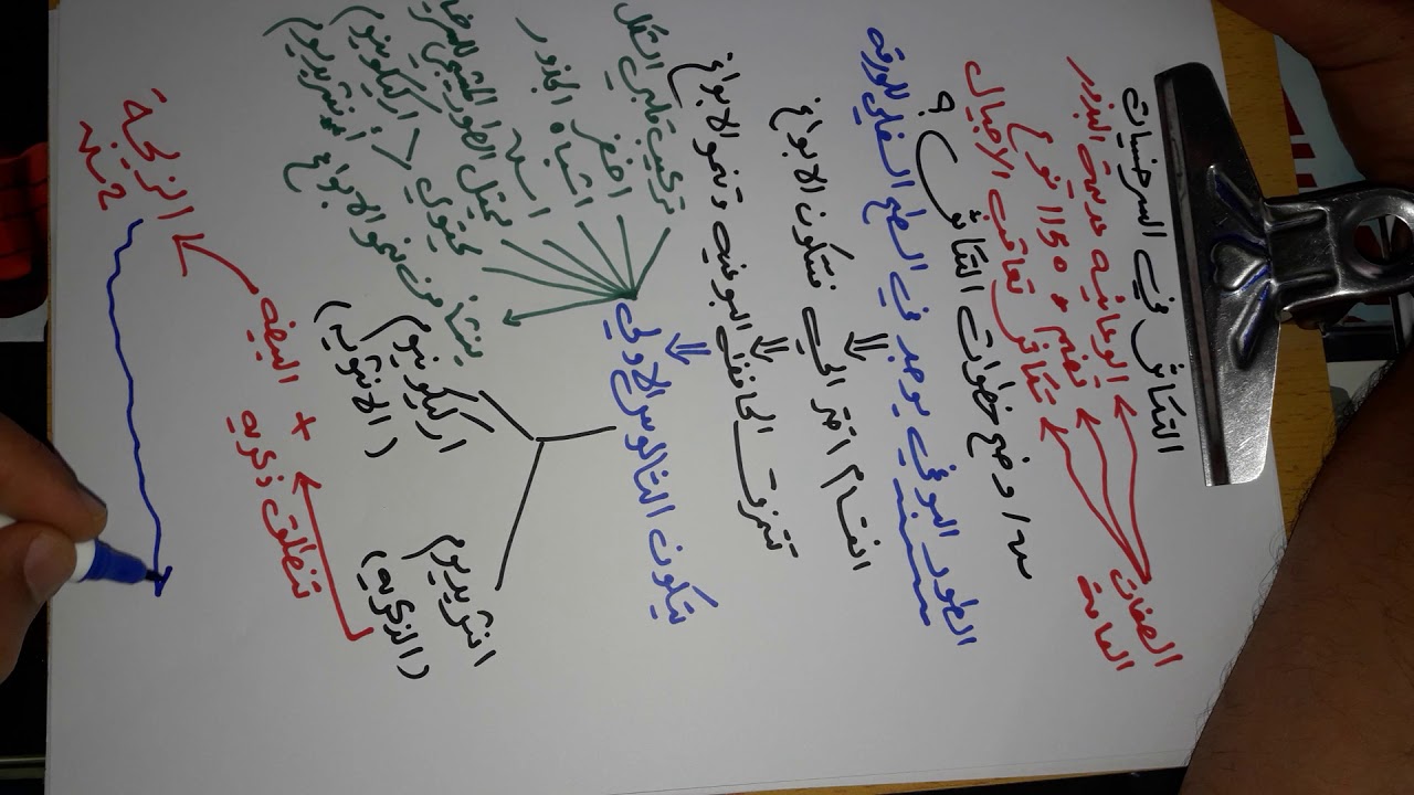 احياء/السادس الاحيائي/التكاثر في السرخسيات/ الاستاذ اسعد الاسدي