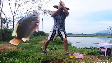 Câu cá rô đồng | Amazing perch fishing | FISHING VIE #shorts