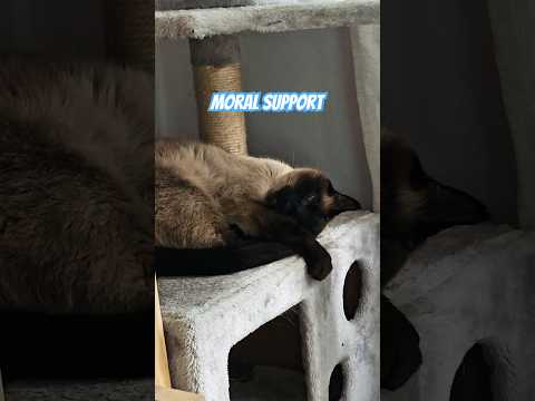 قطة الدعم المعنوي 