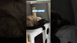 Moral Support Kitty