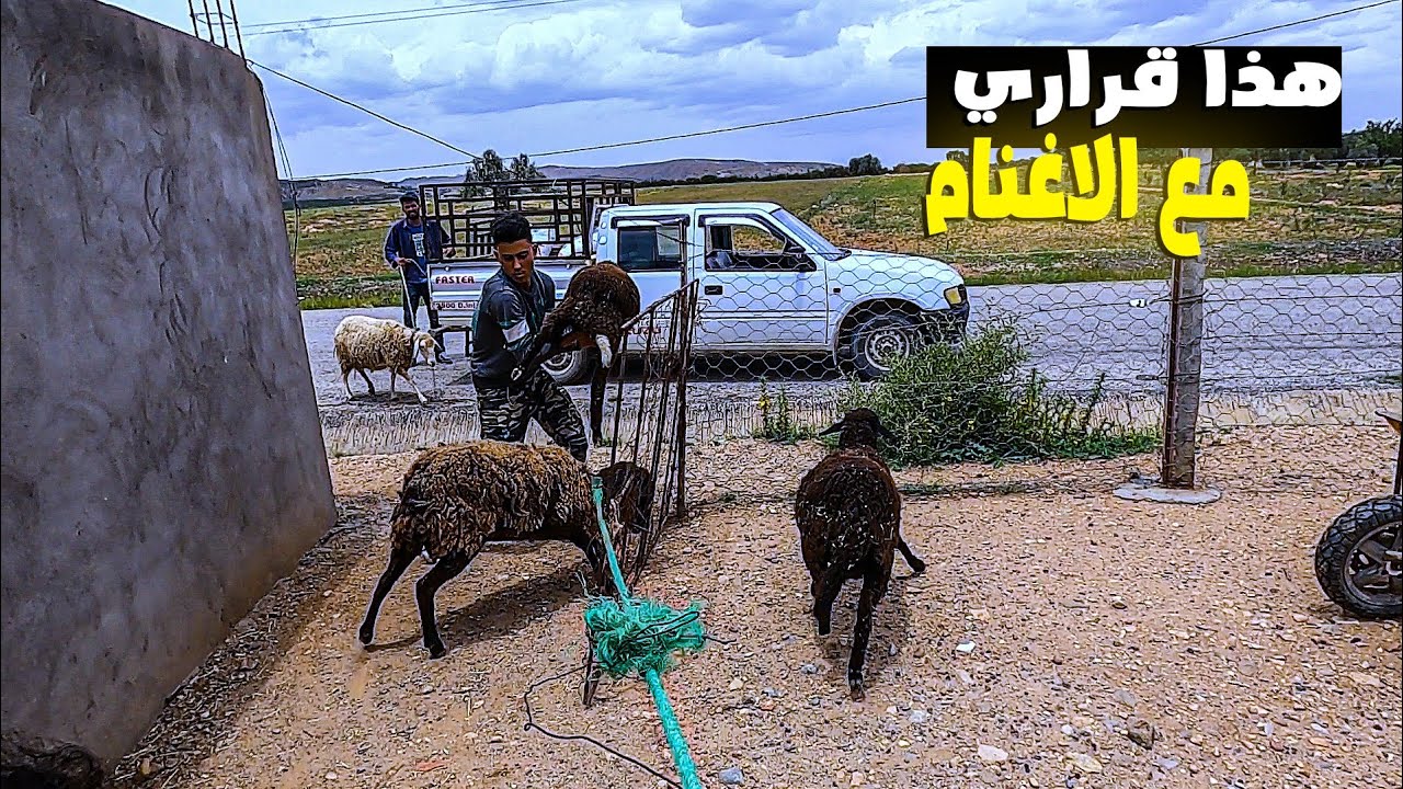 شراء حيوان جديد في المزرعة🥰/قص شعر الماعز القزم🐐/