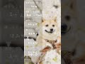 豆柴つくね♪ #shorts #dog #柴犬 #shibainu #love