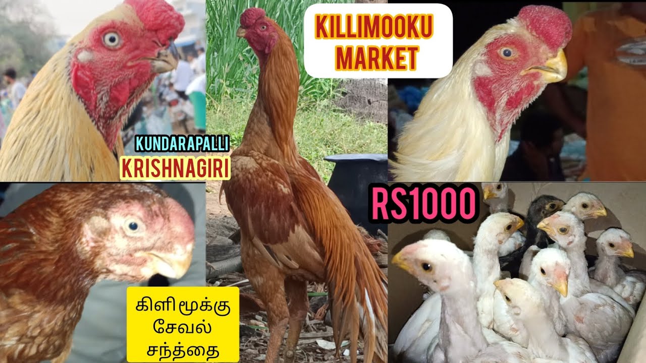 Kundarapalli Killimooku Seval Santhai |Krishnagiri | parrotbeak Rooster Market Price Details | vlog