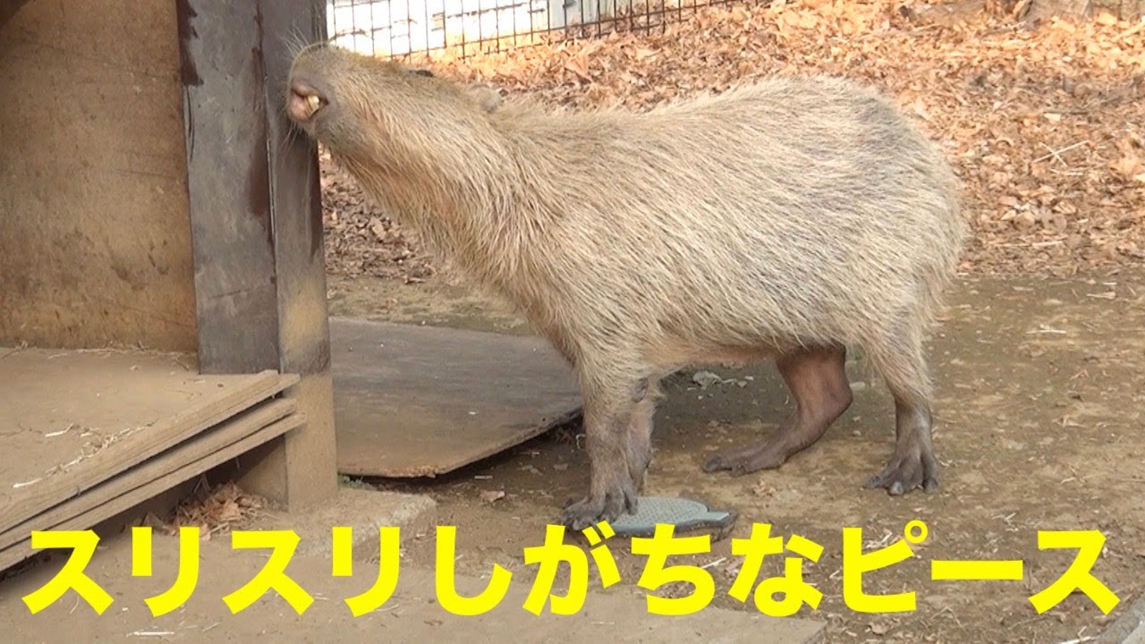 モリージョスリスリしがちなピース 大宮公園のカピバラたち - YouTube