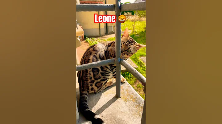 Watch the video about GattoBengala🐈 #cat #bengals #animals #kitten #bengalcat #shorts #funny #tiger #pets #pet #wildlife