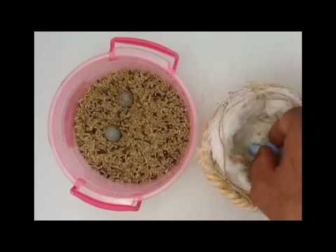 طريقة تبديل بيض الكناري ببيض بلاستيكي