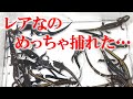【乱獲厳禁】希少なサンショウウオを次々と捕獲する方法
