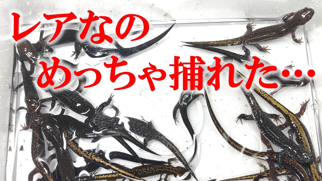 Overfishing is strictly prohibited] How to catch rare salamanders