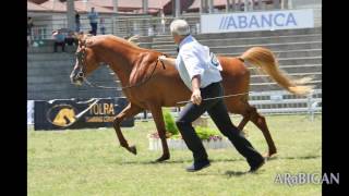 Fotografías del Internacional de caballos árabes de Silleda