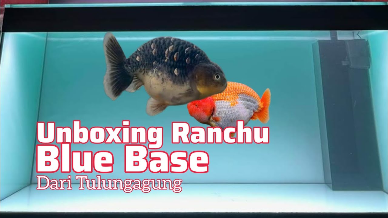Ikan Mas Koki Ranchu Blue Base dari Tulungagung - YouTube