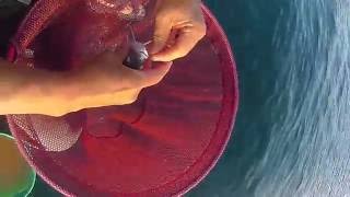 チヌの知＠若狭大島冠者２号筏20160720 BREAM ON HOOK