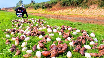 wow top videos - pick a lot of duck eggs and snails on the grass at field by hand a farmer
