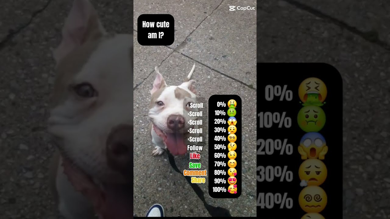 How Cute Is She Viral Dogs Starr StarrPower Pitbull