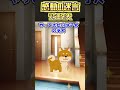【@2chまとめ】うちの忠犬【2ch感動スレ】#shorts