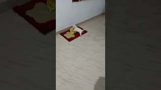 Tobbyyy ❤️💕🦮🐶🐶#dog #asianet #dogs #dogshorts #doglove #love#doglife