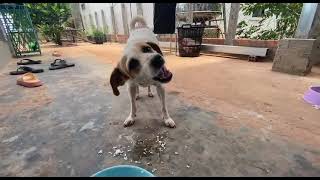 feeding my adopted dogs, my dog named LuLu