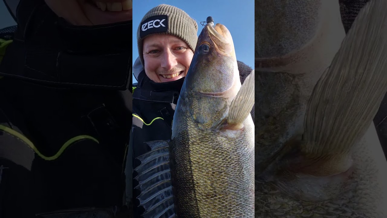 Zander passt grade so durchs Eisloch!