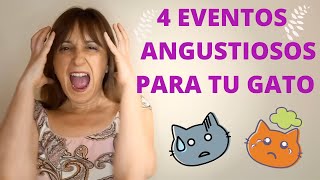 4 SITUACIONES ANGUSTIOSAS para tu gato, consejos para gestionar esos momentos difíciles