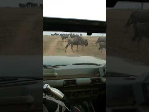 Eland and Wildebeest in Africa