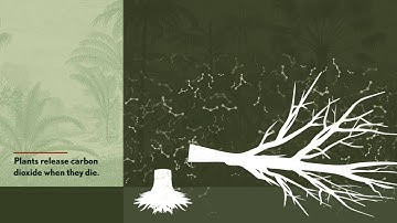 How Deforestation in the Amazon Contributes to Climate Change