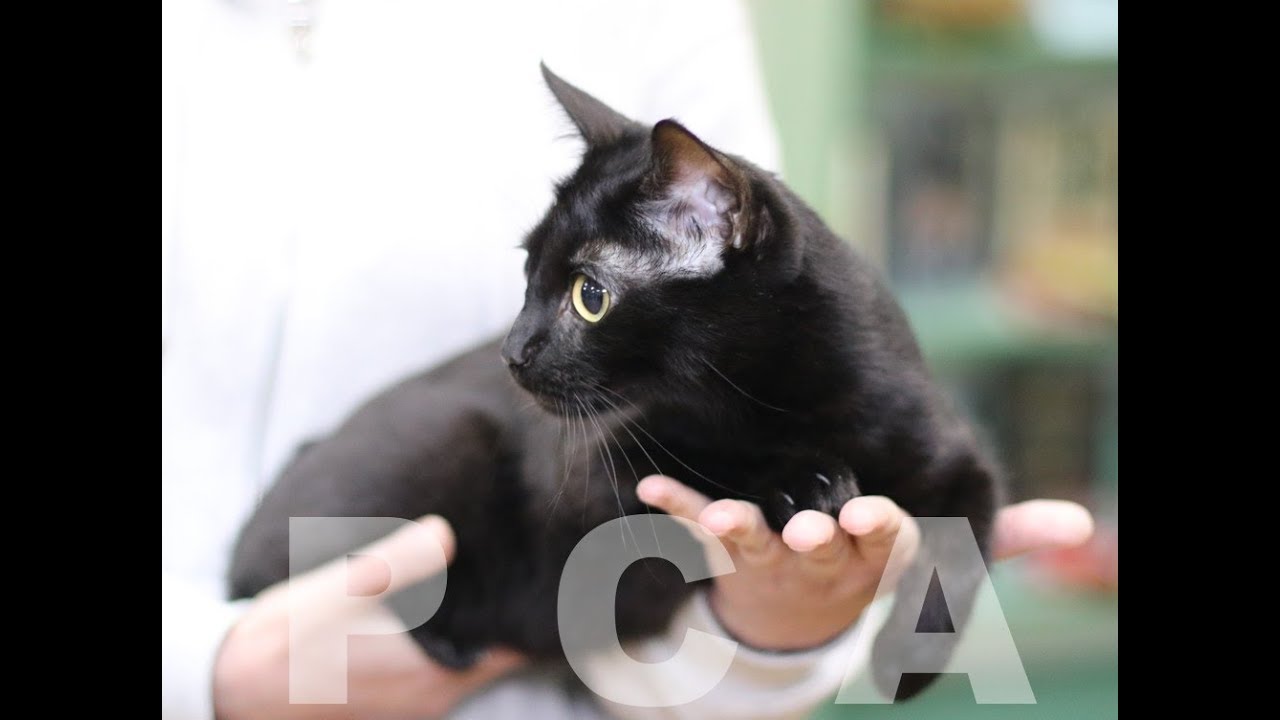 Бомбейская кошка. Выставка кошек PCA on-line.