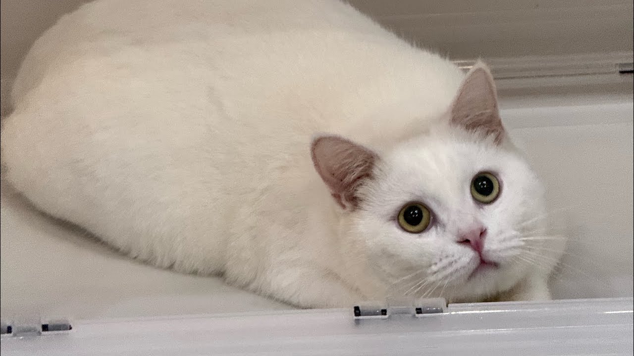 Vlog 집사브이로그, 연말 경주여행 