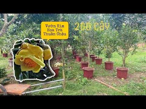 Video Qvlog16: Vườn TRÀ HOA VÀNG thuần chậu giá rẻ bằng cái... - youtube
