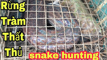 Đầu Năm Thăm Bẫy Rắn Mùa Gió Chướng Cái Kết Đắng Lòng Snake Trap||Góc Miền Tây 1